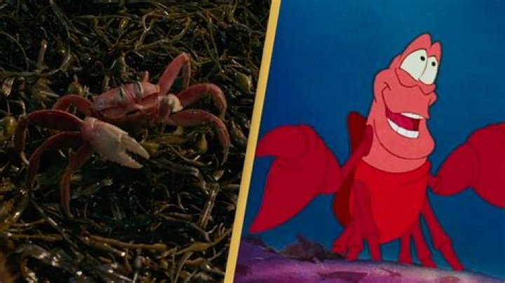 Is Sebastian in Little Mermaid a crab or lobster? – Celebrity