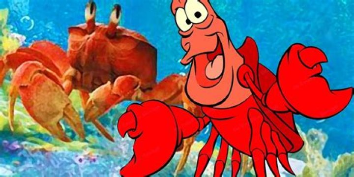 Why does Sebastian the crab look like a lobster? – Celebrity